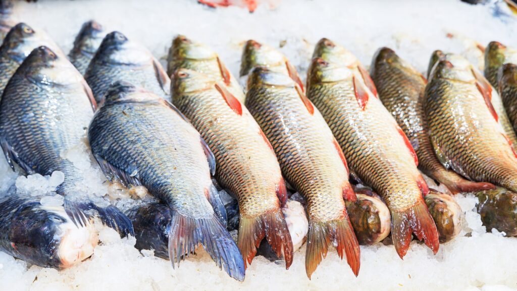 silver and red fish on ice