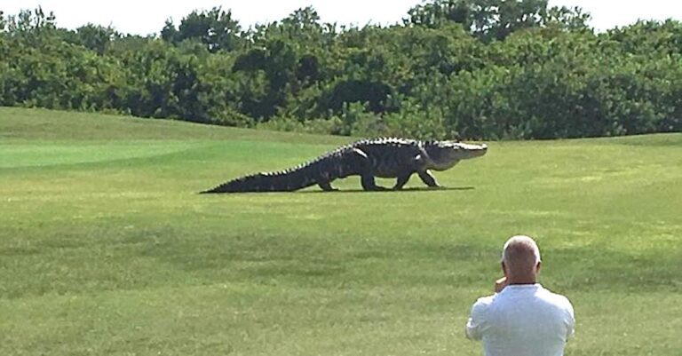 ZIEN: Gigantische alligator kruipt de golfbaan op, kijk goed naar wat er dan gebeurt