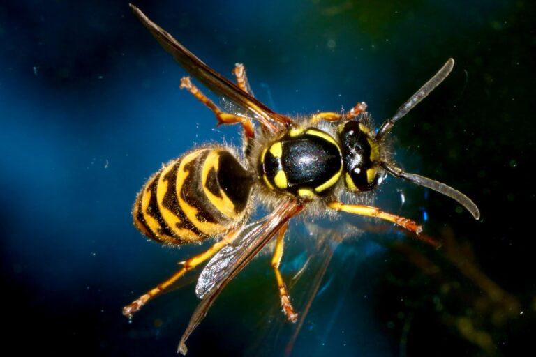 LET OP: Dit mag je nooit doen als je door een wesp bent geprikt