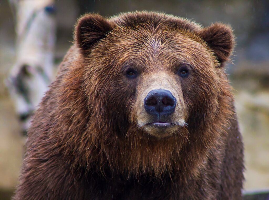 shallow focus photo of brown grizzly bear