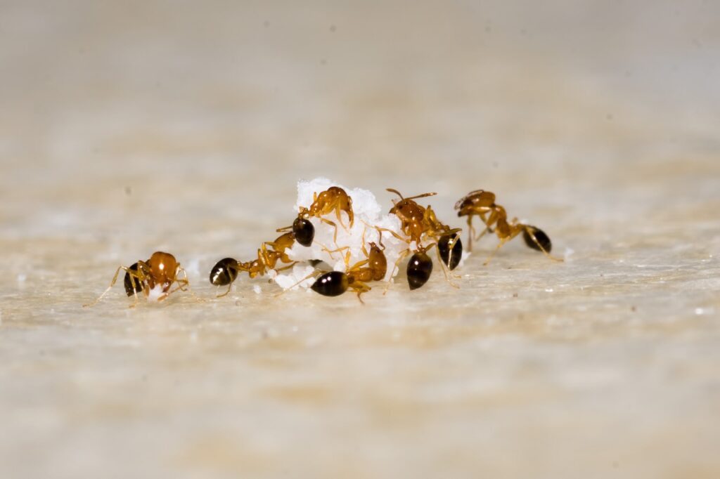 mieren verjagen
