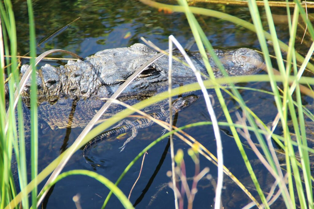 black crocodile near linear leafed plants