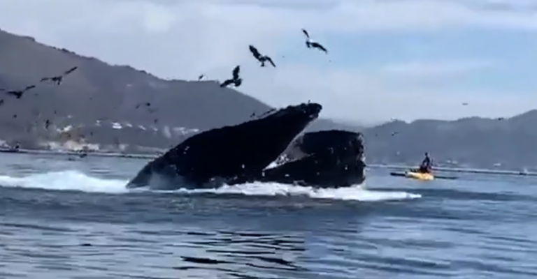 ZIEN: Grote walvis slikt vrouw (en boot) in een hap door