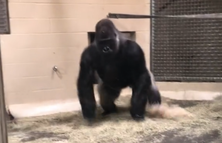 Expired: ZIEN: Vrouw schrikt zich letterlijk het apezuur tijdens bezoekje aan gorillaverblijf