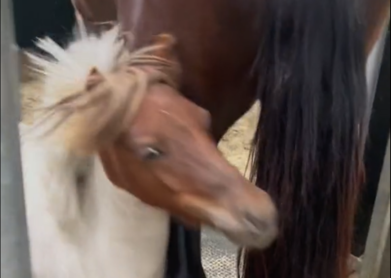 Expired: ZIEN: Ongeluk met pony gaat keihard viral en dit is de reden waarom