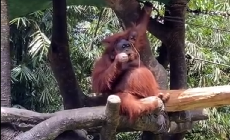 Expired: ZIEN: Vrouw heeft pech bij orang-oetan verblijf, maar wat er dan gebeurt verwacht niemand