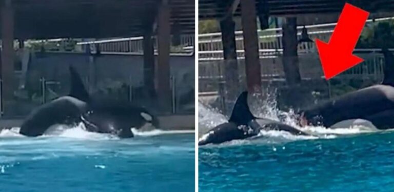 Expired: DRAMA: Bezoeker filmt orka’s die soortgenoot aanvallen in SeaWorld-park