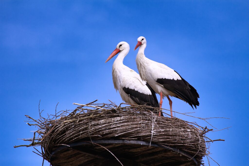 white stork on nest during daytime