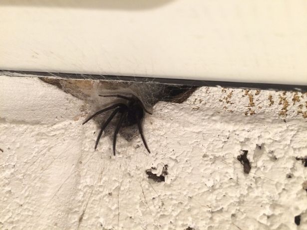Expired: SUPERTIP: Met 1 theezakje kom je nooit meer spinnen of muizen tegen in huis
