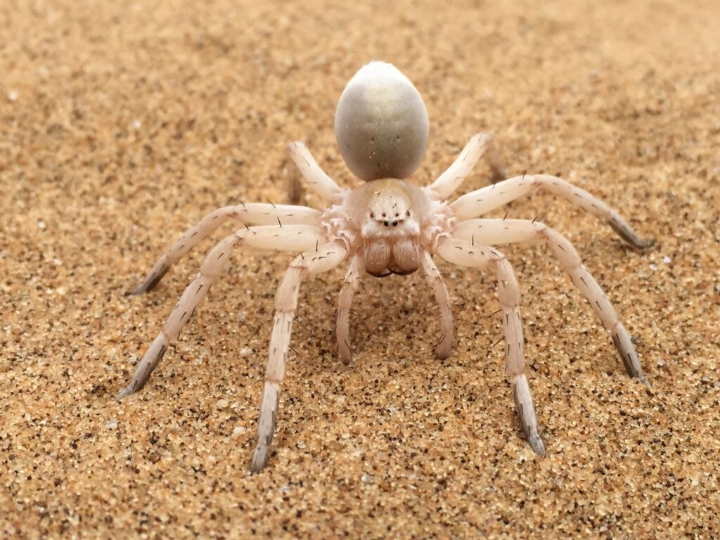 brown spider on brown sand