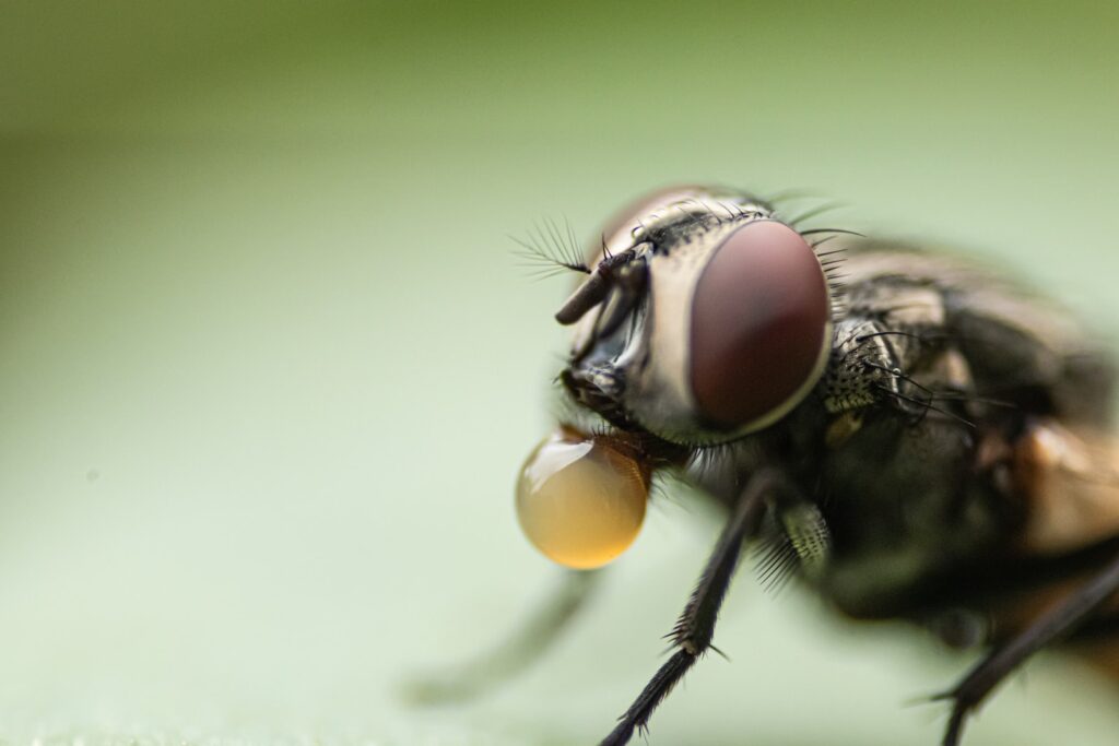 closeup photography of insect