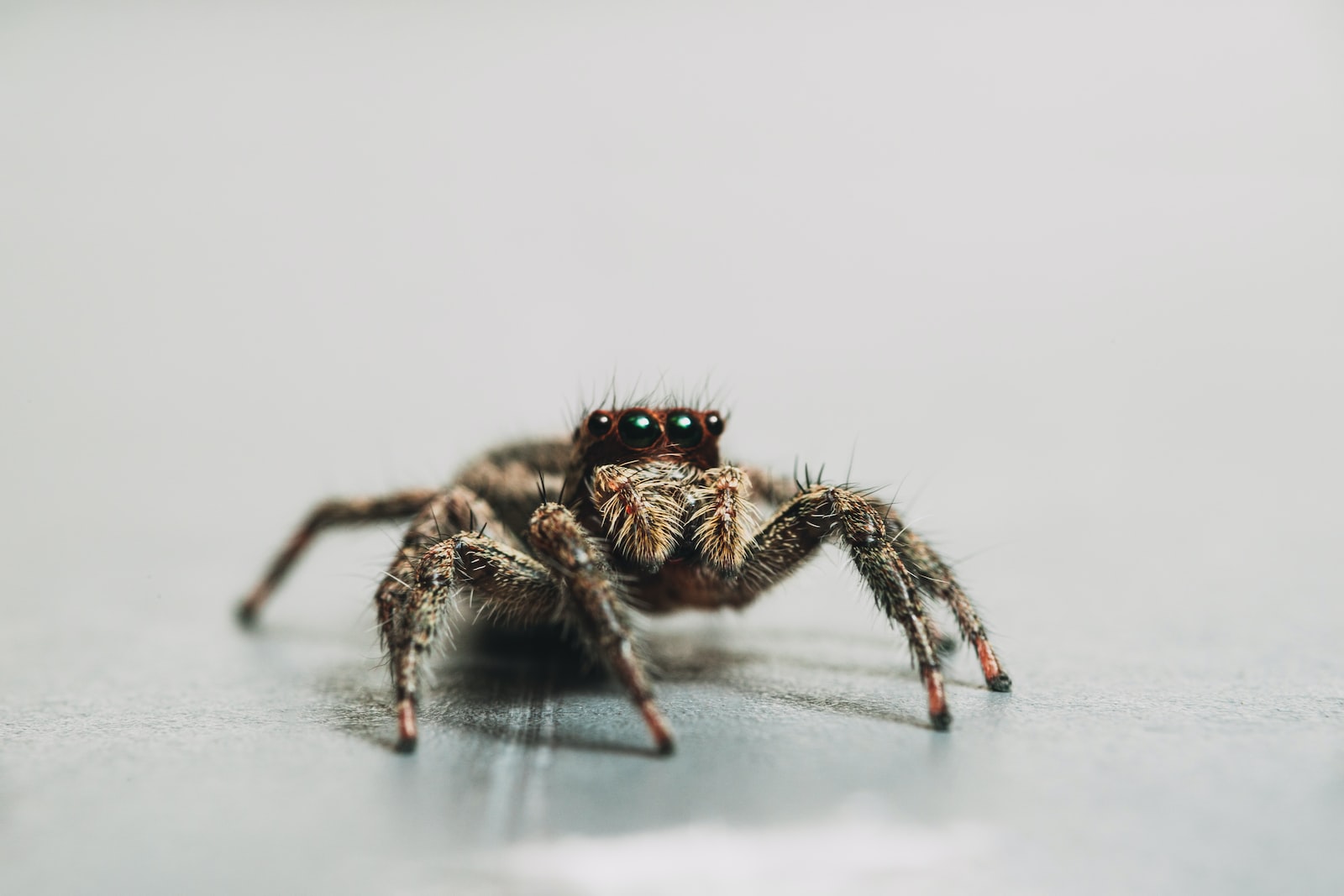 brown jumping spider on white surface