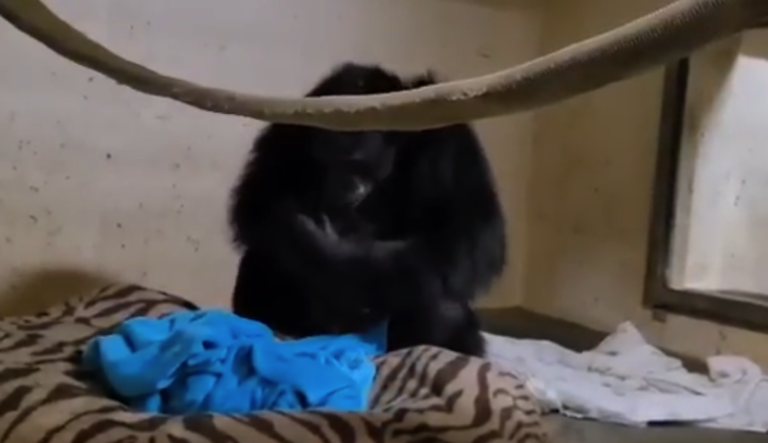 ZIEN: Emotionele hereniging mama Chimpansee en baby na twee dagen apart