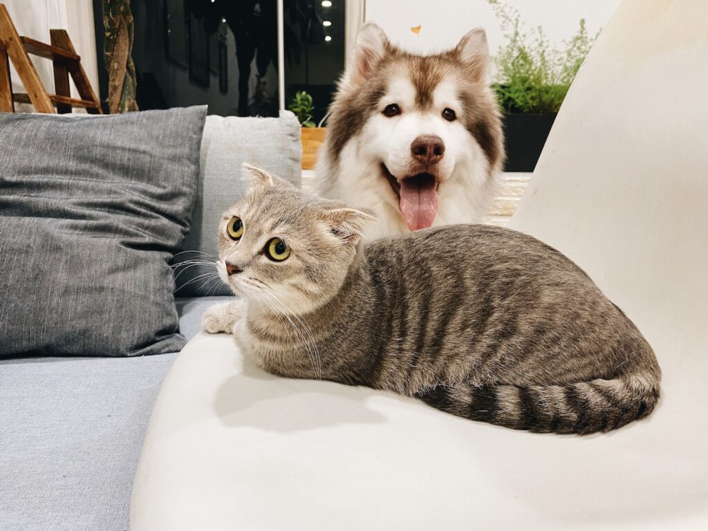 grey tabby cat beside short-coat brown and white dog