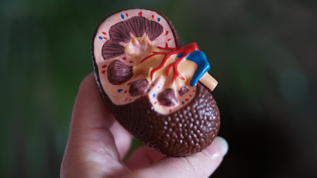 Brown kidney decor