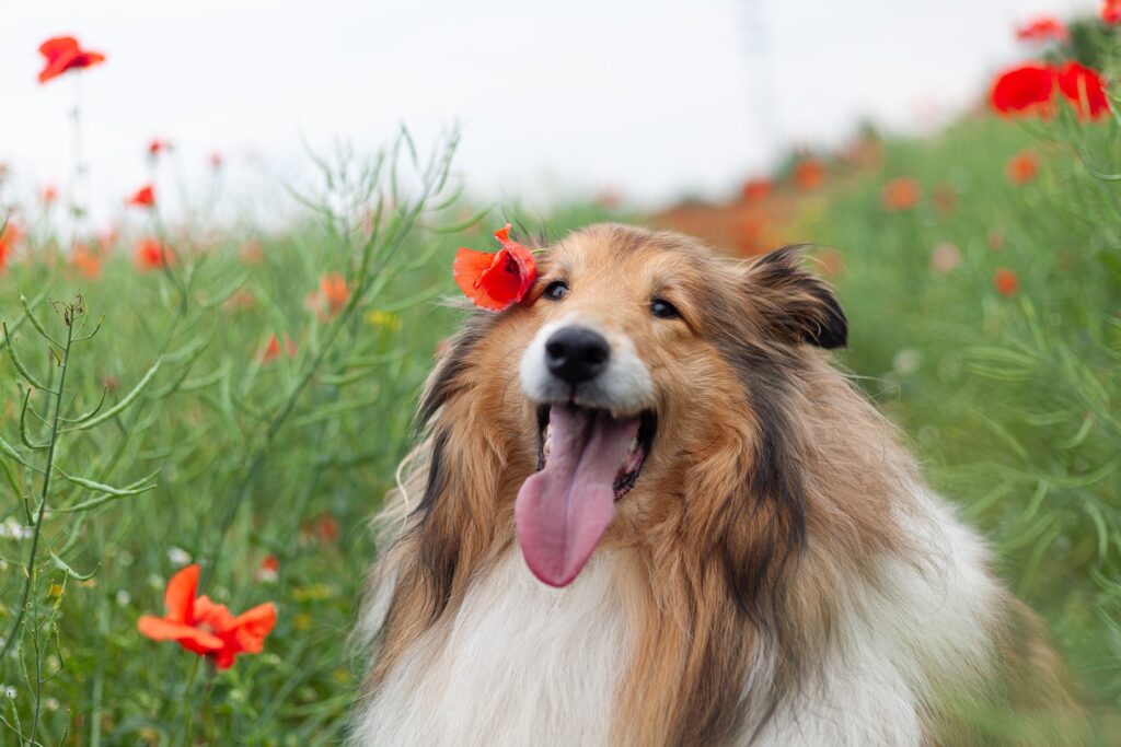 Brown and white rough collie on green grass field during daytime