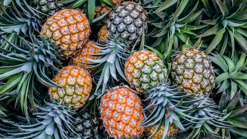 Orange and green pineapple fruits