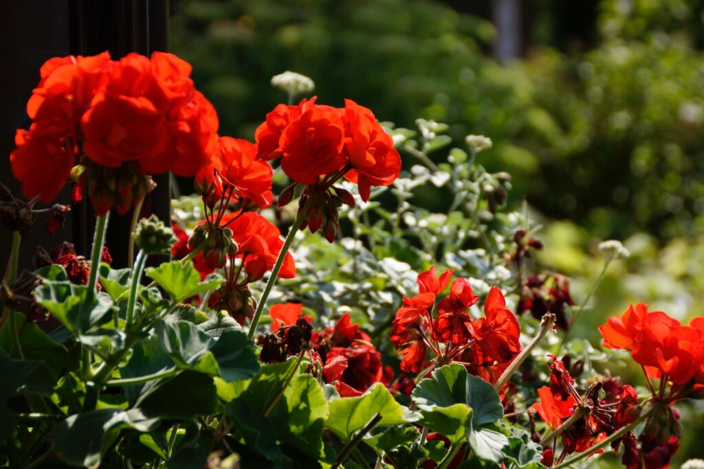 red flower in tilt shift lens