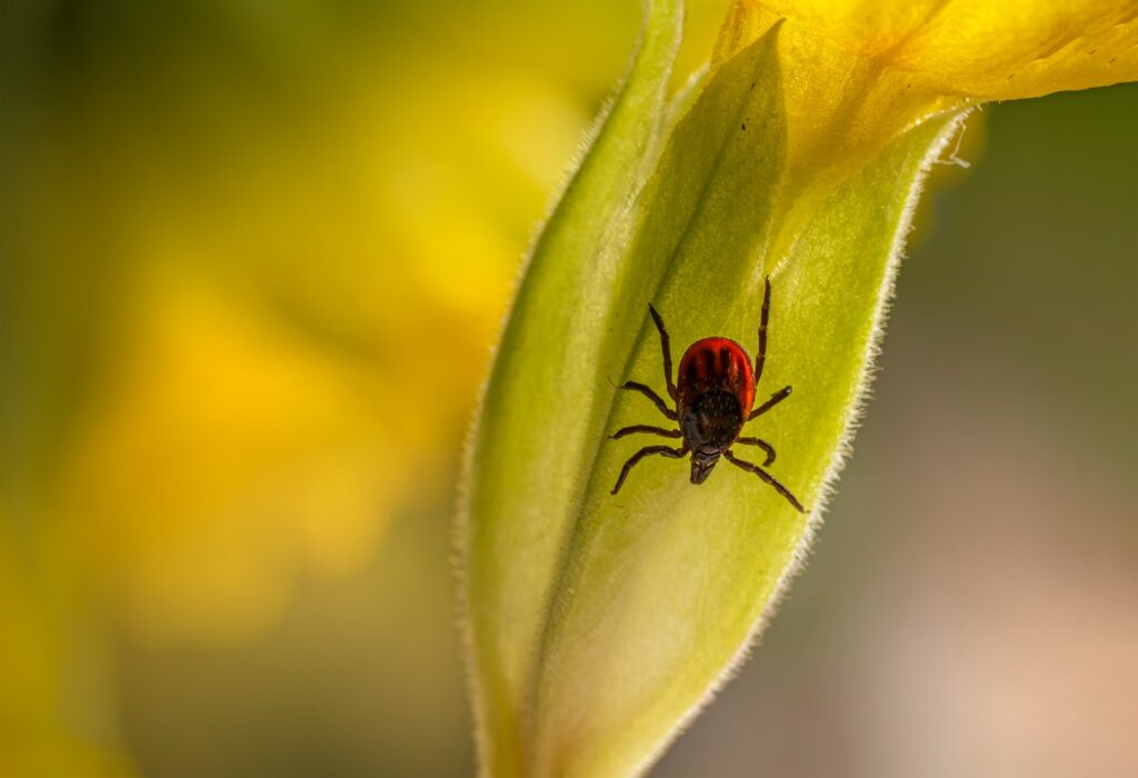 A red spider sitting on top of a green leaf