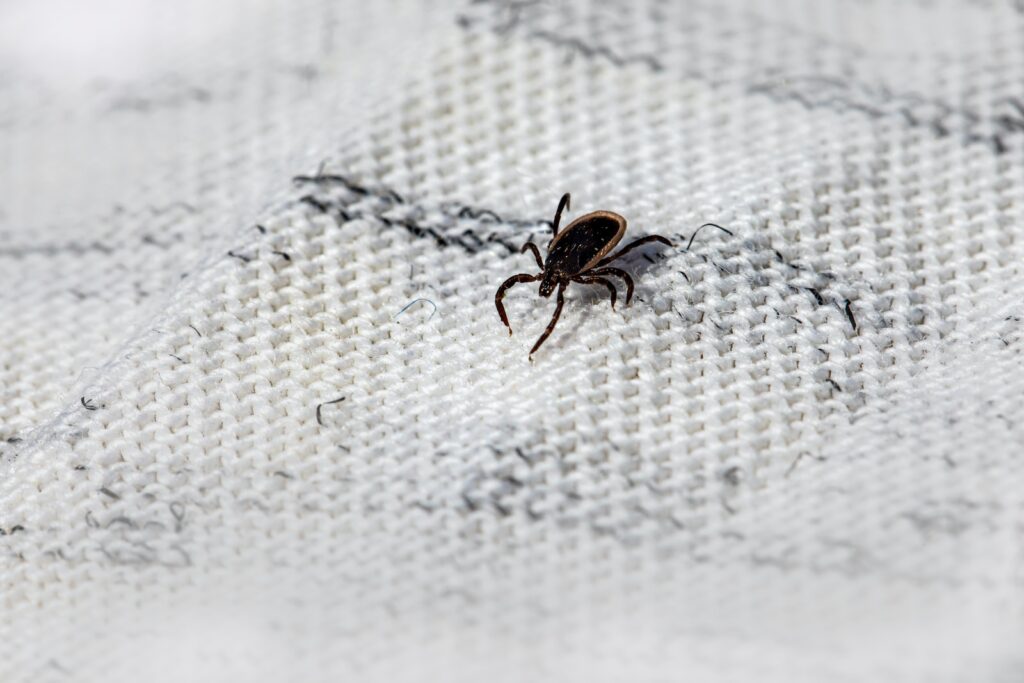 A bed bug crawling on a white sheet