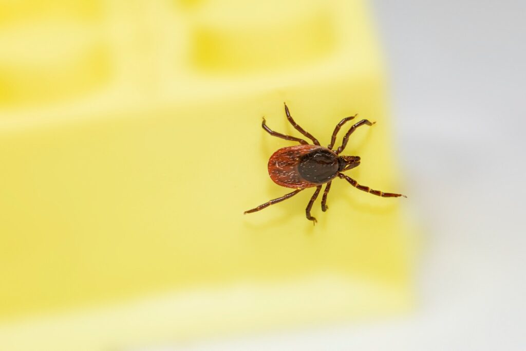 a brown spider sitting on top of a yellow plastic container