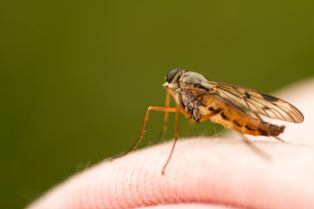 a close up of a mosquito on a person's hand