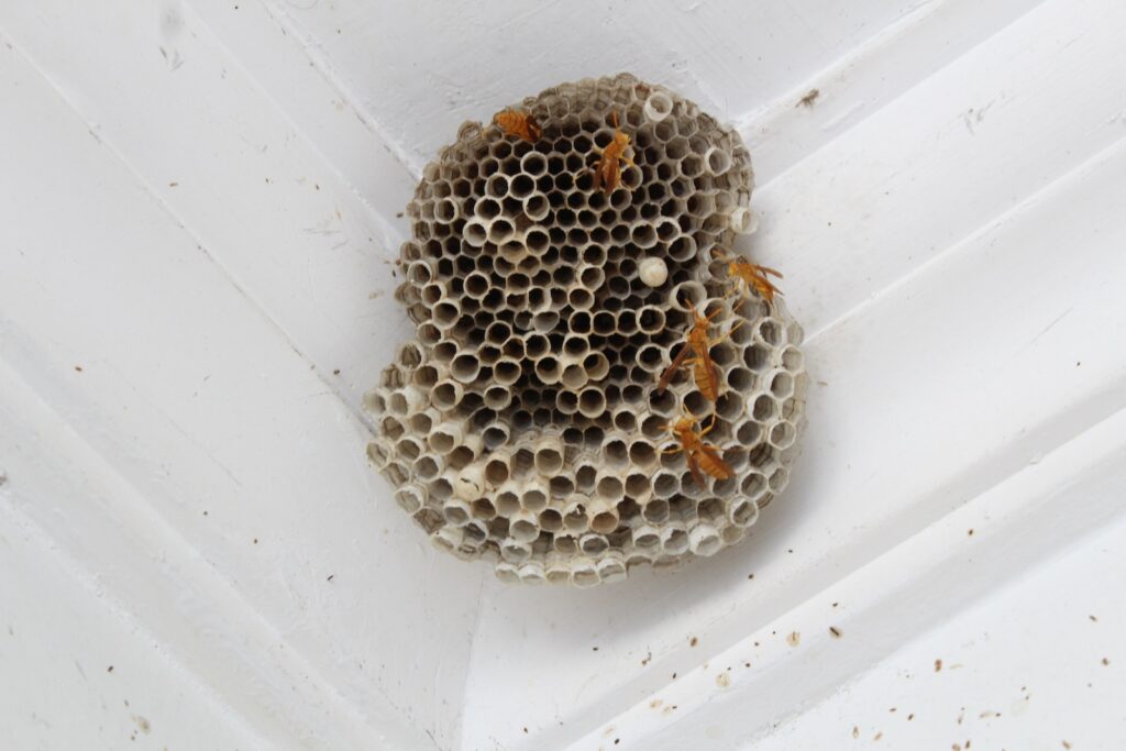 a close up of a beehive on a wall