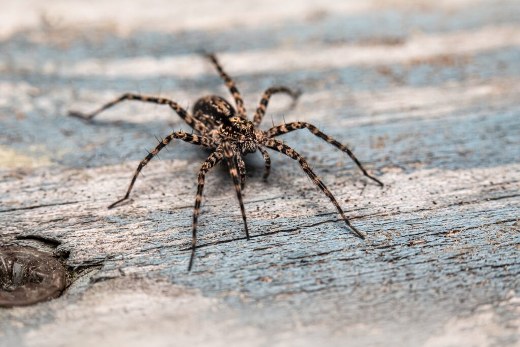 a spider on a piece of wood