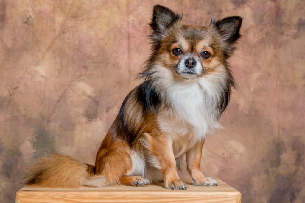 brown and black Chihuahua sitting on tabletop