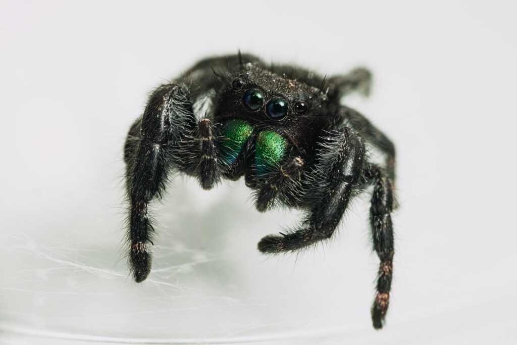 black jumping spider in close up photography