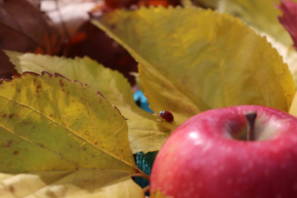 a red apple sitting on top of a pile of leaves