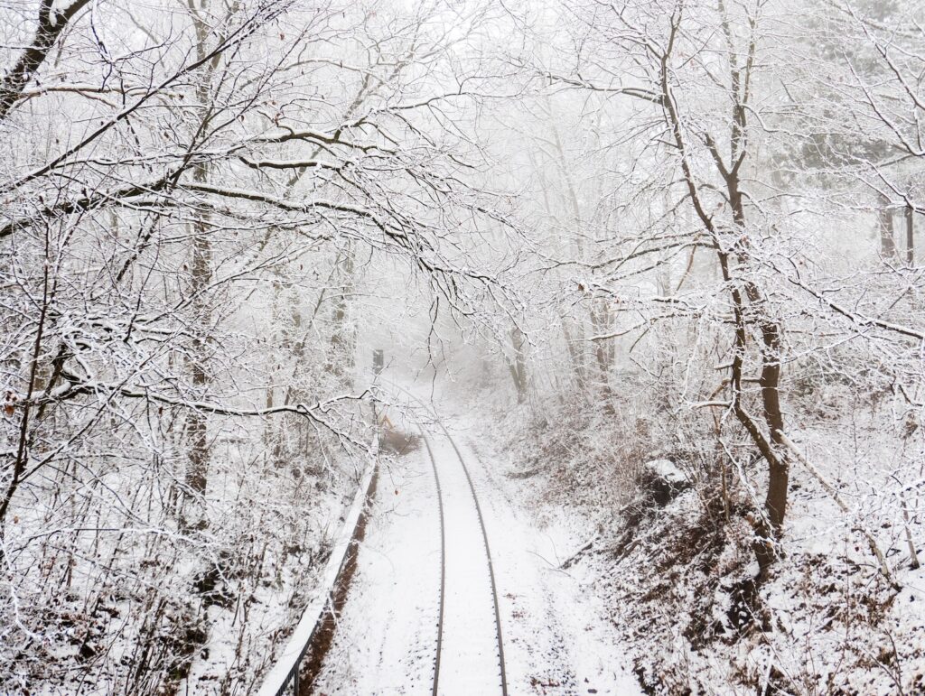 snow covered road between trees during daytime