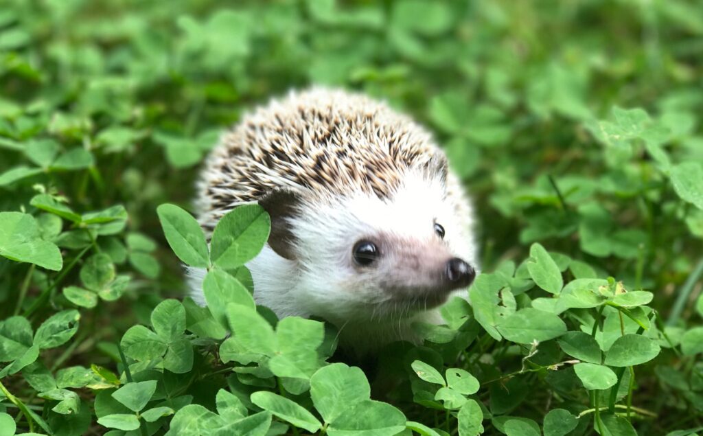 a small hedge walking through a lush green field