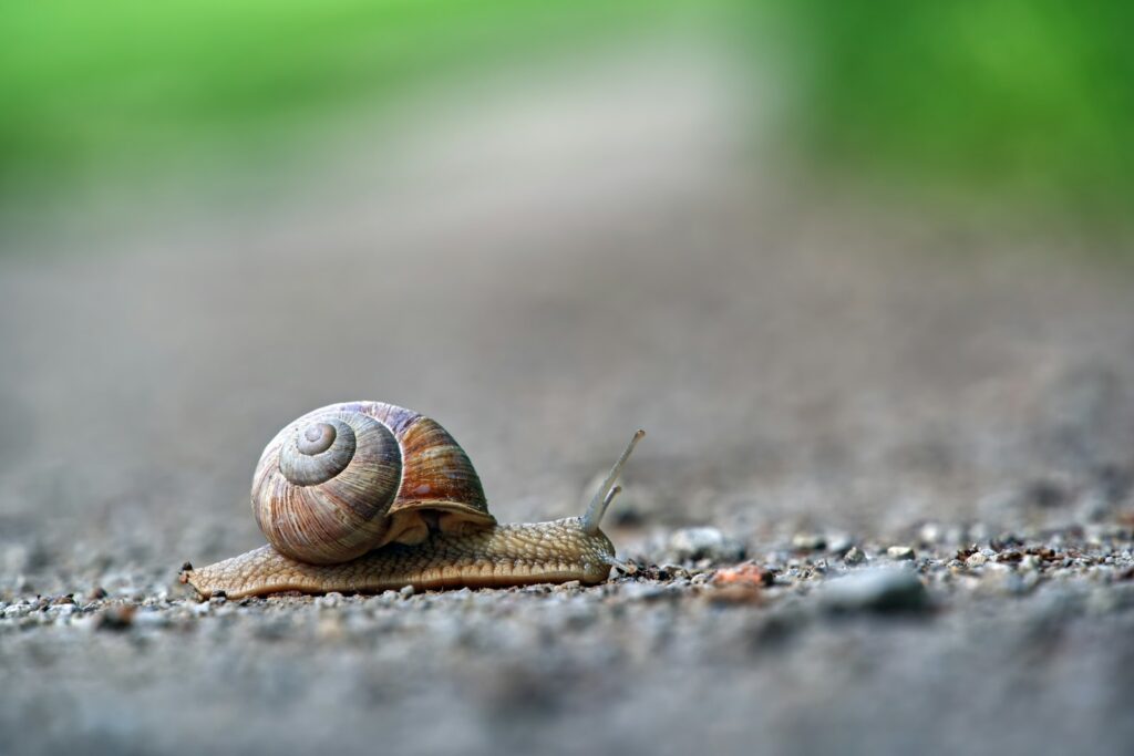 gray and brown snail