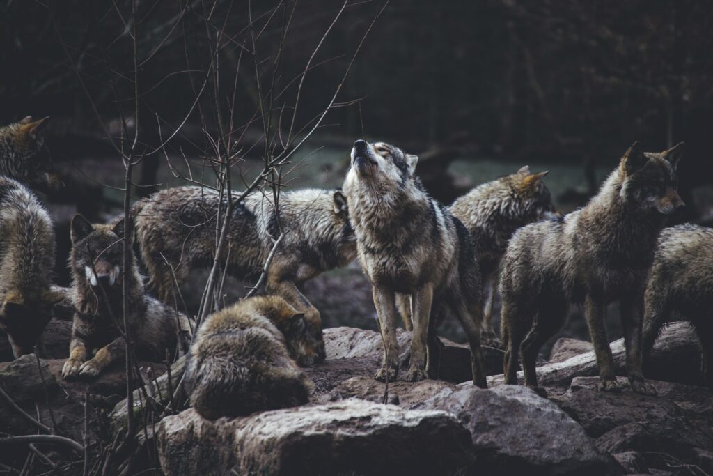 wolf pack on rock formation