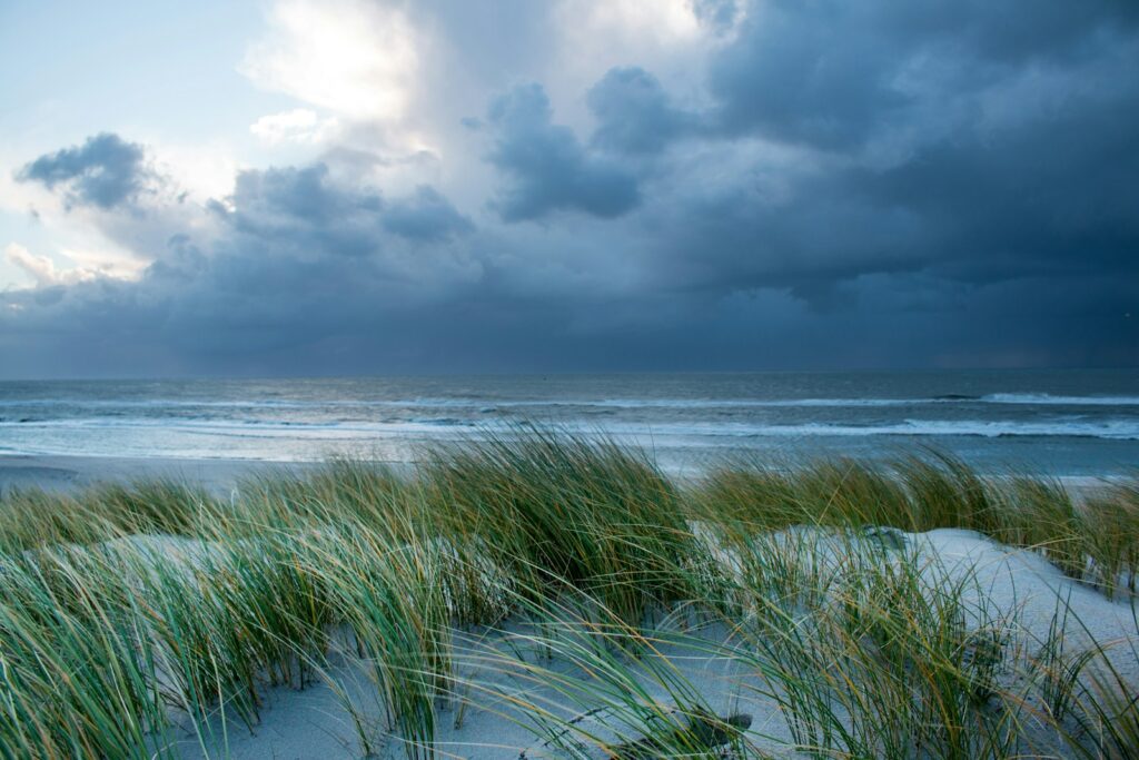 a sandy beach with grass growing out of the sand