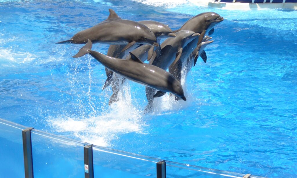 A group of dolphins jumping in the air