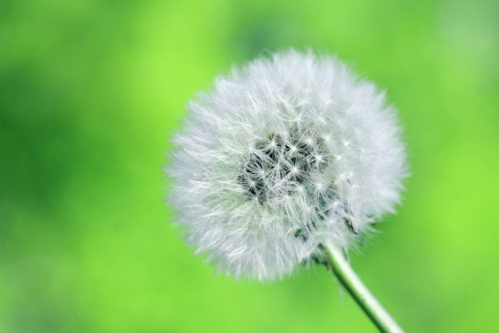 close-up photography of white dandelion