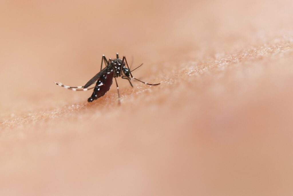 a close up of a mosquito on a human's skin