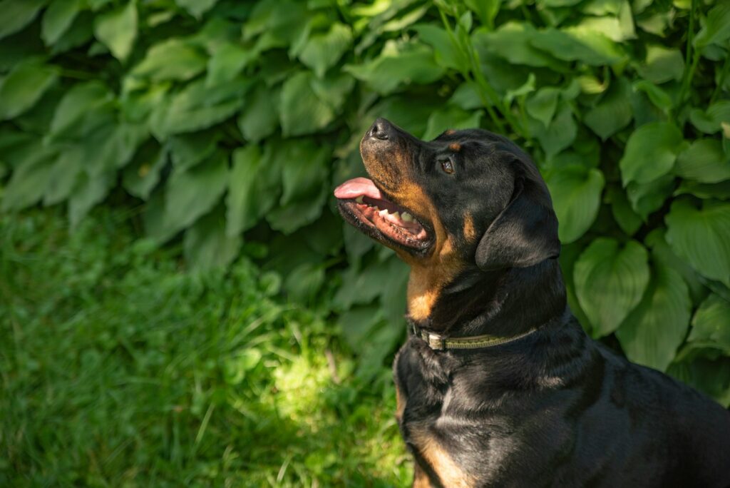 a black and brown dog sitting in the grass